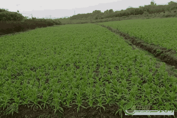 **秋季种植高产贡菜的技术方法和田间管理要点有哪些？